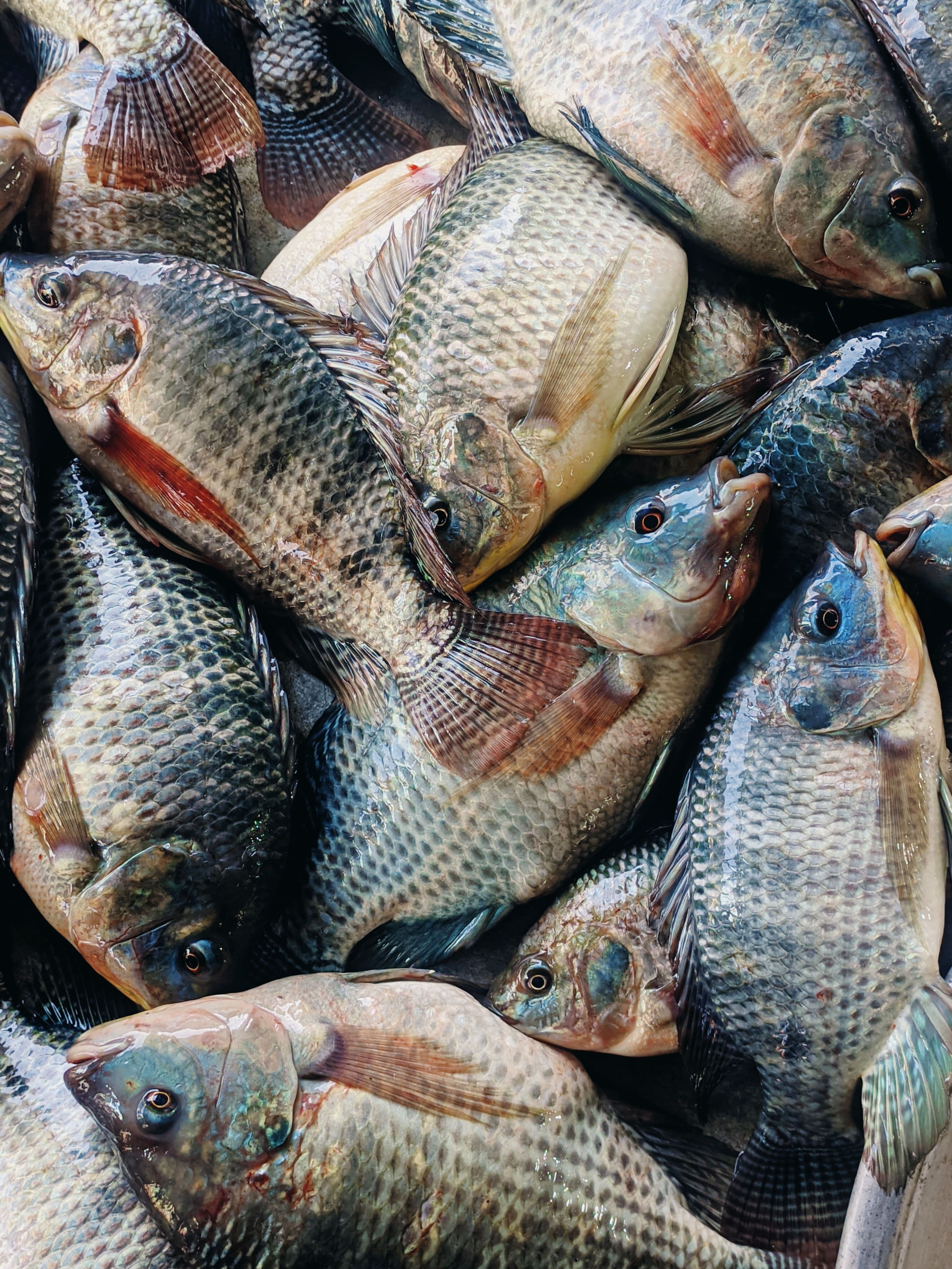 Photo illustrant le pôle Pisciculture